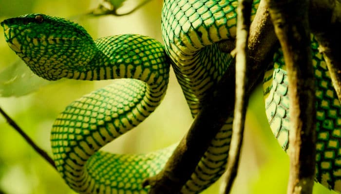 Dream About Snake – Spiritual And Biblical Meaning