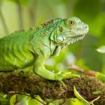 Iguana | What Is It, Types, Examples, Diet And Characteristics..