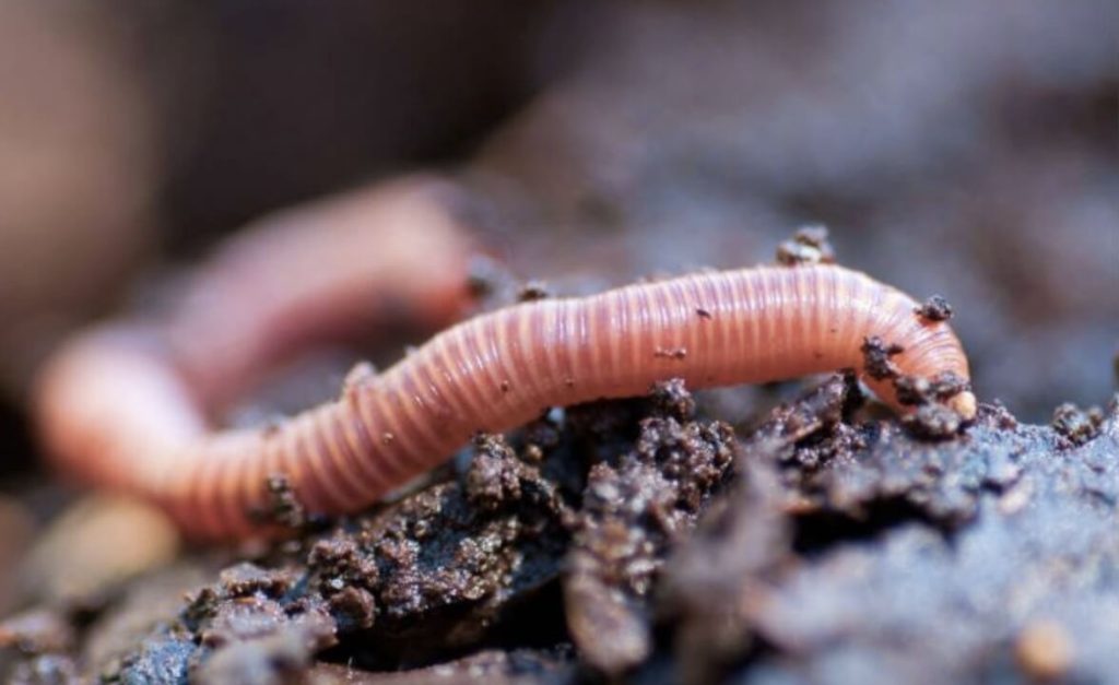 Dreaming about earthworms can cause anxiety and fear