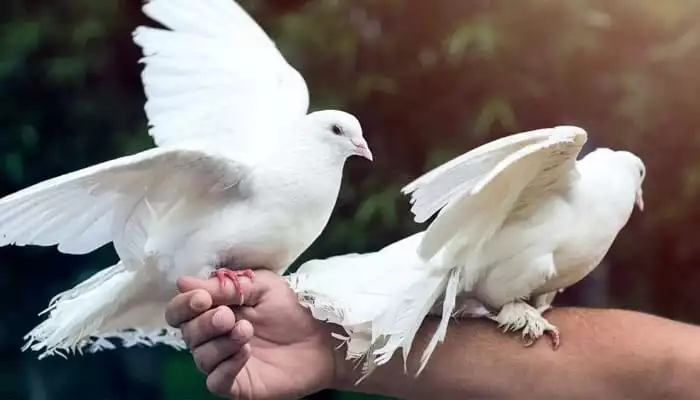 white dove dream meaning islam