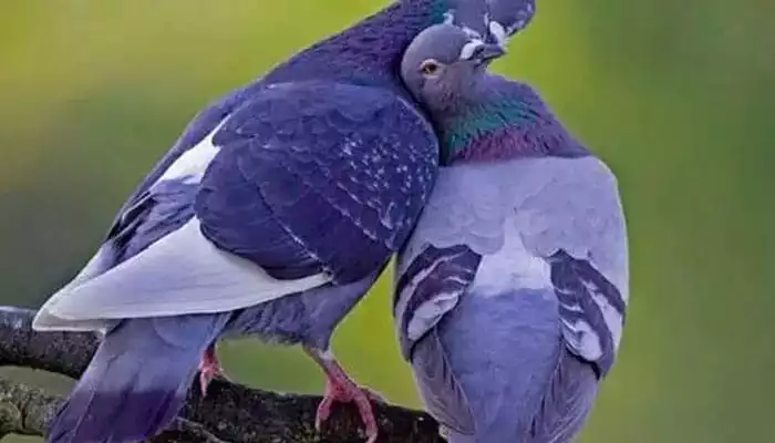 Pigeon Islamic Interpretations and Meanings