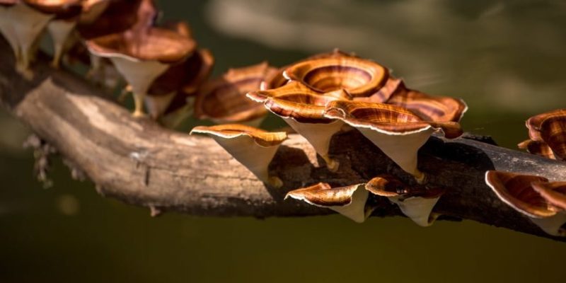 How are mushrooms classified?