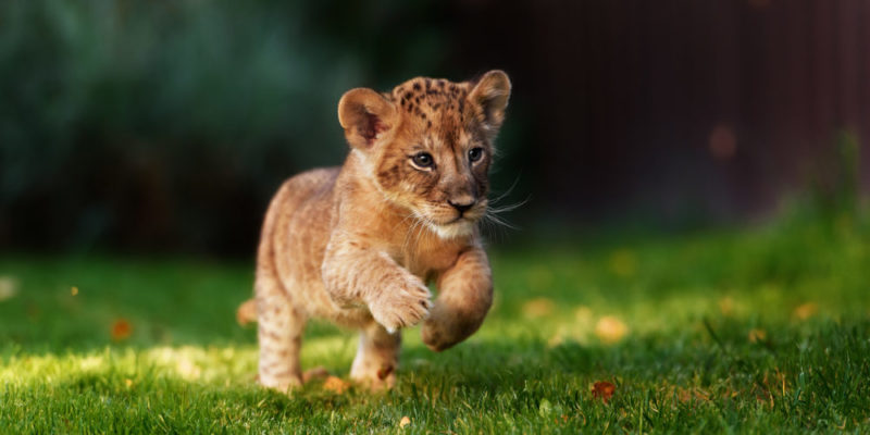 Lion reproduction