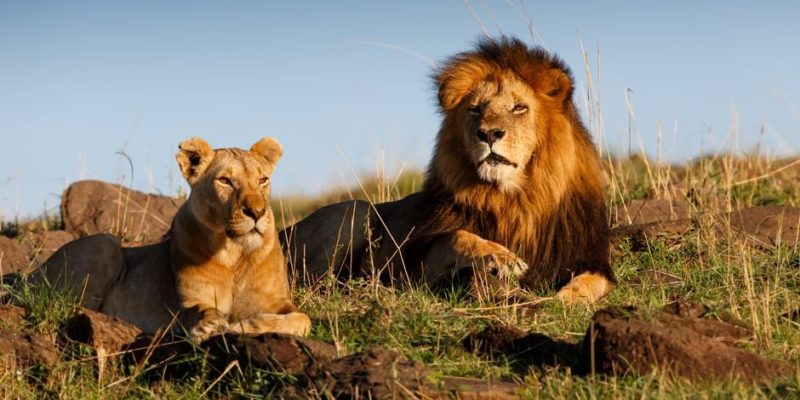 Lion: Information, Habitat, Feeding and Characteristics