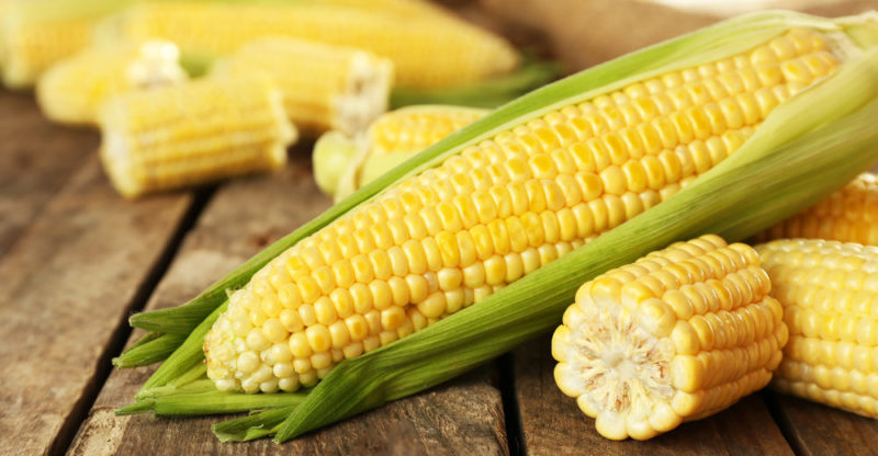 Corn: History, Cultivation, Varieties, Uses and Characteristics