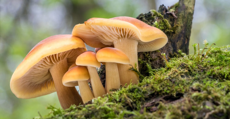 Fungus: Information, Types, Reproduction and Characteristics