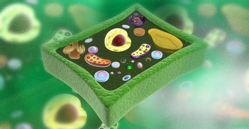 Top 10 Characteristics And Features Of The Plant Cell