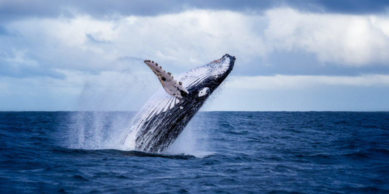 12 Characteristics Of Whales, its Feeding and Reproduction