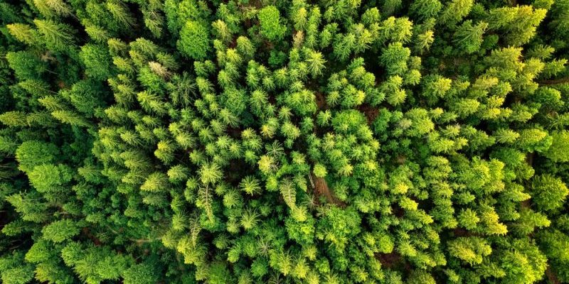 Abundance of forests