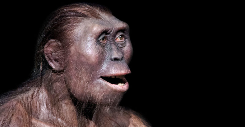 Australopithecus species