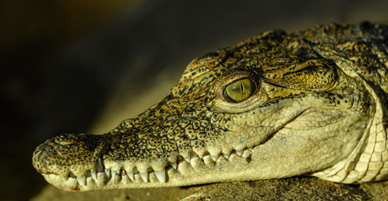 Crocodile morphology