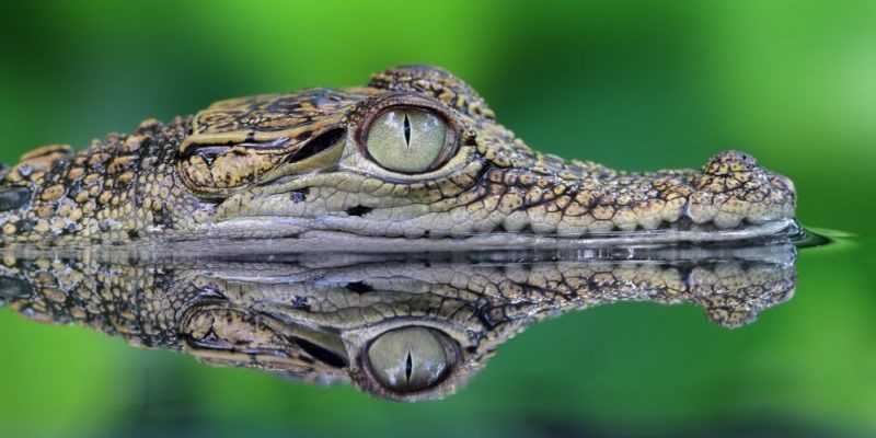 Crocodile nervous system
