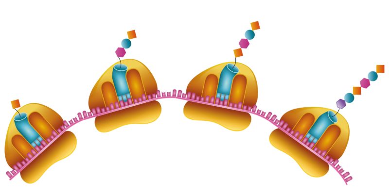 Difference between ribosomes and polysomes
