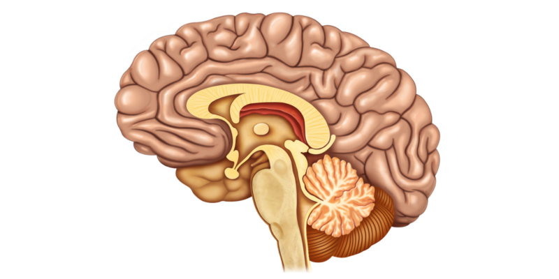 Division of the cerebellum according to its evolution 