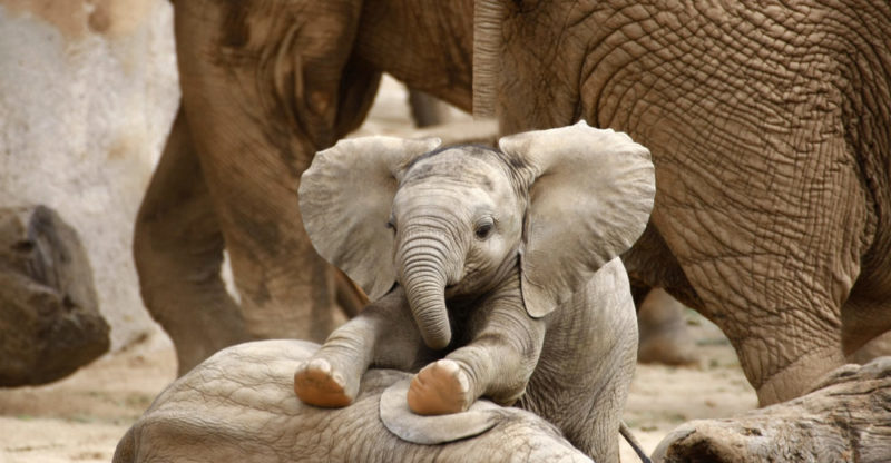 Elephant reproduction