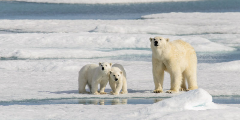Fauna of the polar climate