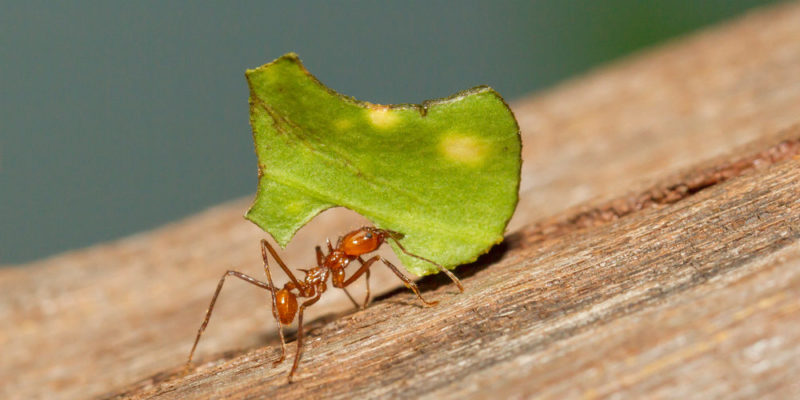 How do ants feed