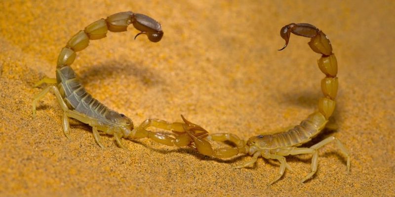 How does the scorpion reproduce?