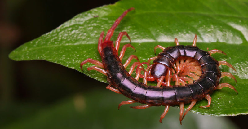 Lower classification of myriapods