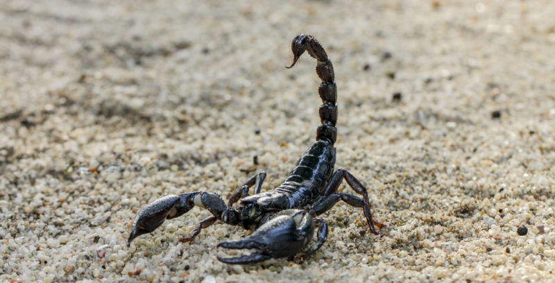 Origin and evolution of the scorpion