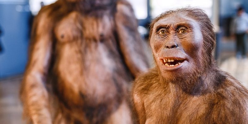 Origin of Homo erectus