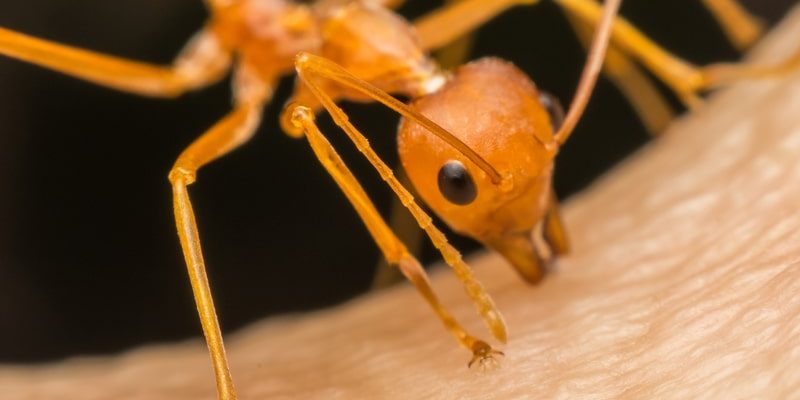 Poisonous ants