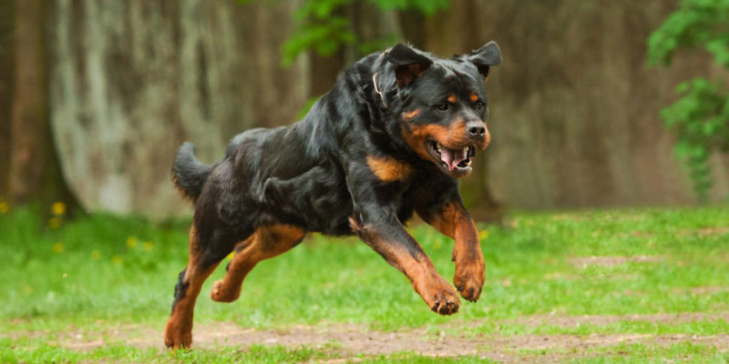 Rottweiler temperament and education