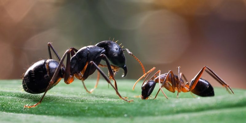 Social hierarchy of ants