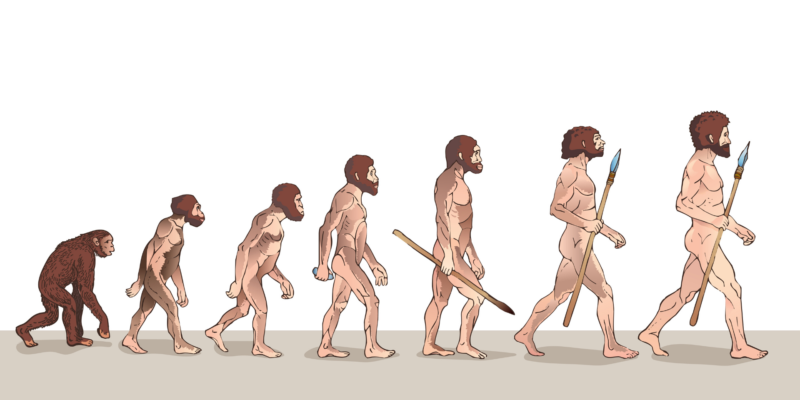 The Australopithecus in human evolution