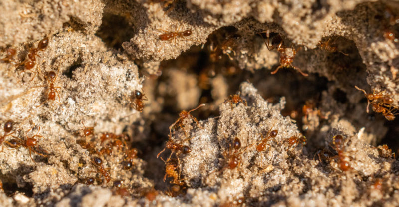 Where do ants live?