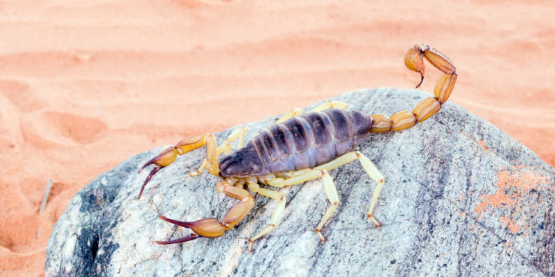Where does the scorpion live?