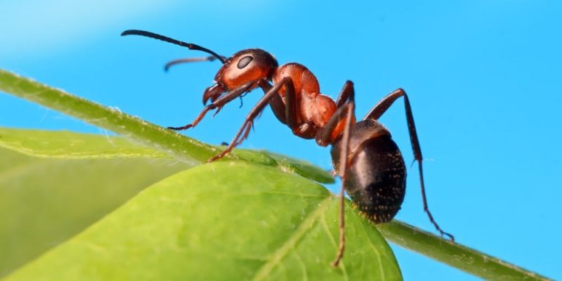 Ants: What Are They, Habitat, Diet And Characteristics