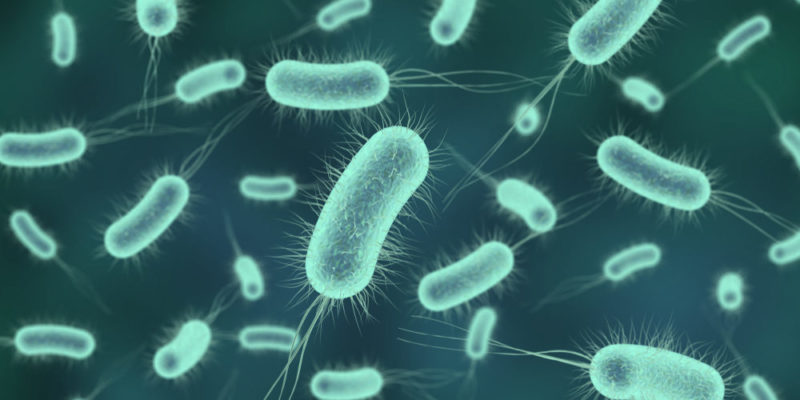 Bacteria: Classification, Feeding, Features and Characteristics