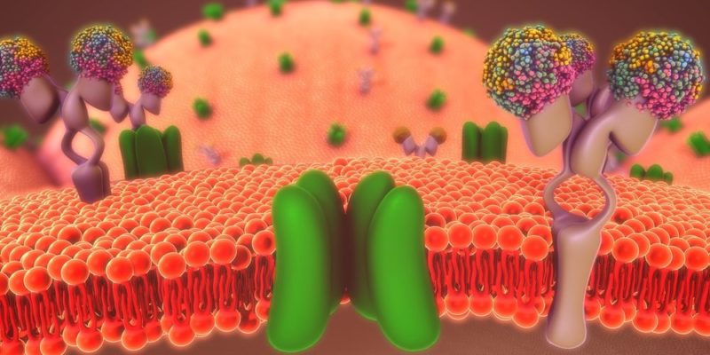 Cell Membrane: Characteristics, Features, Functions And Structure