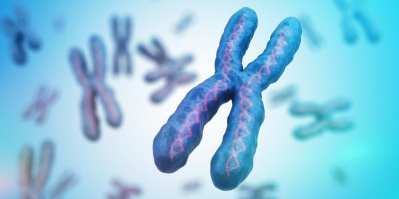 Chromosomes: What Are They, Function, Types, Features and Characteristics