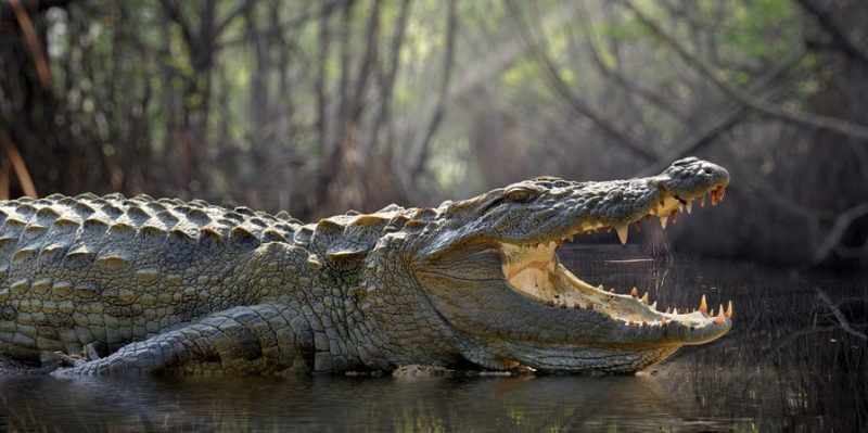 Crocodile: Feeding, Reproduction, Features and Characteristics
