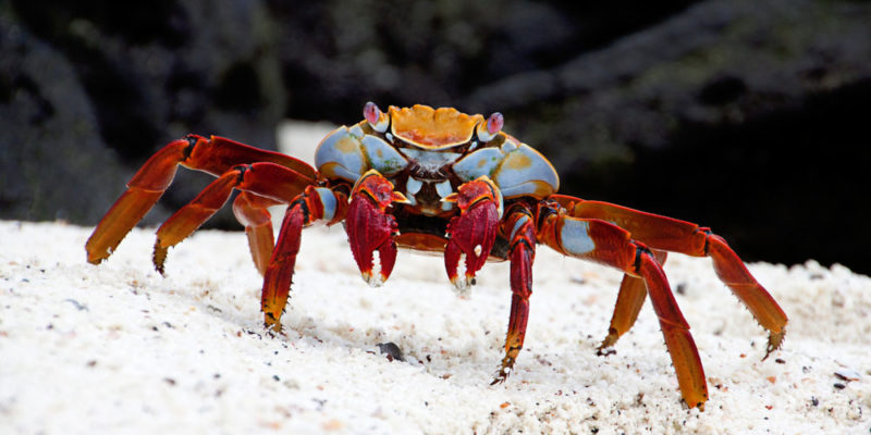 Crustaceans: Information, Types, Habitat, Features And Characteristics