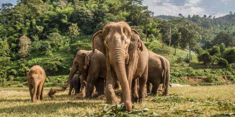 Elephant: Anatomy, Feeding, Pregnancy And Characteristics