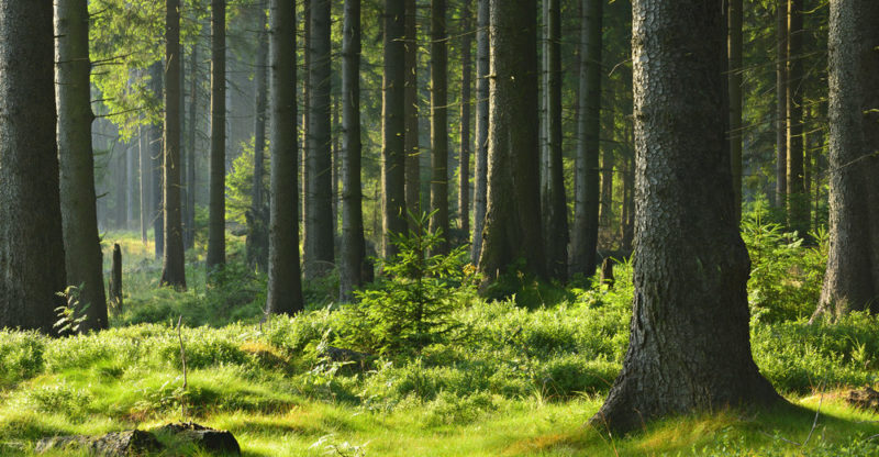 Forests: Origin, Classification, Importance, Features And Characteristics