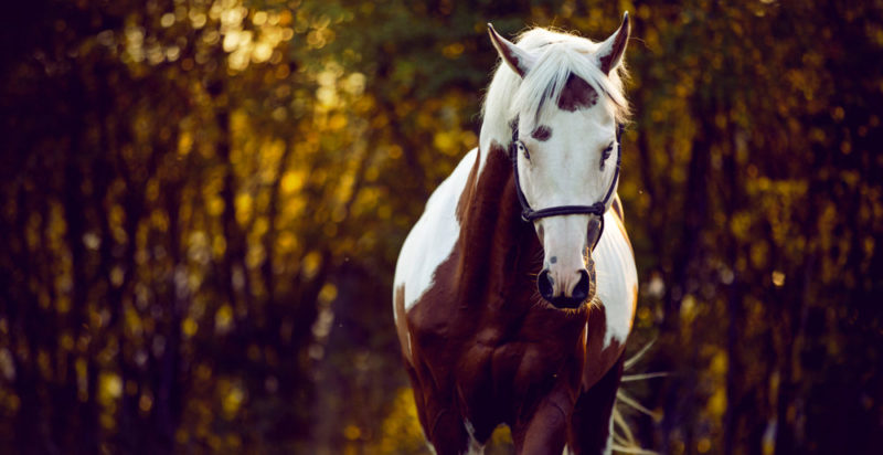 Horse: Characteristics, Features, Diet, Types and Care