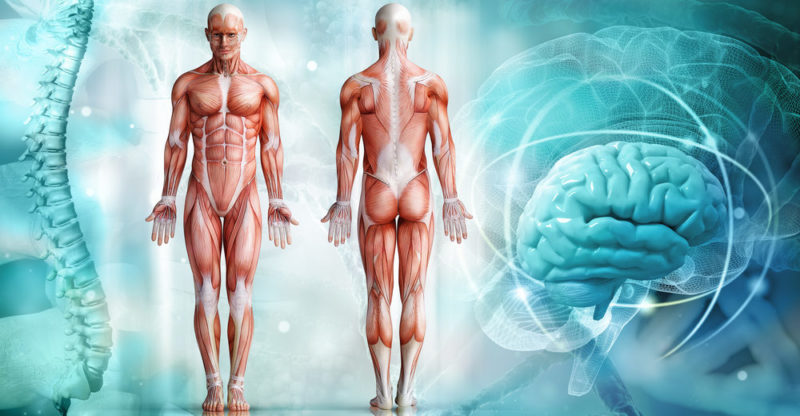 Human Body: Composition, Systems, Features and Characteristics