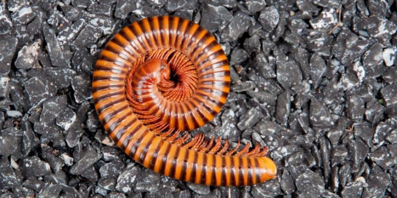 Myriapods: Information, Types, Characteristics, Features And Examples