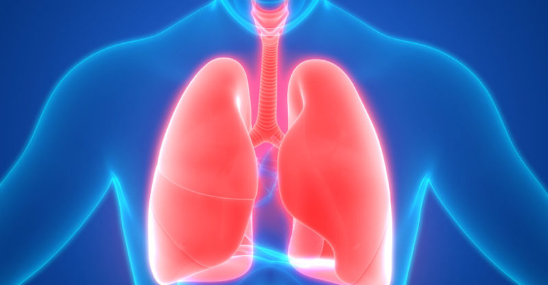 Respiratory System: Information, Features, Organs, Functions, Diseases