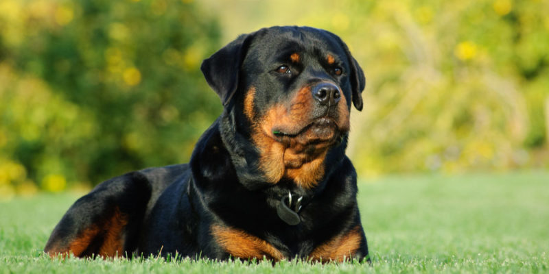 Rottweiler Dog Breed: Origin, Characteristics, Personality And Upbringing