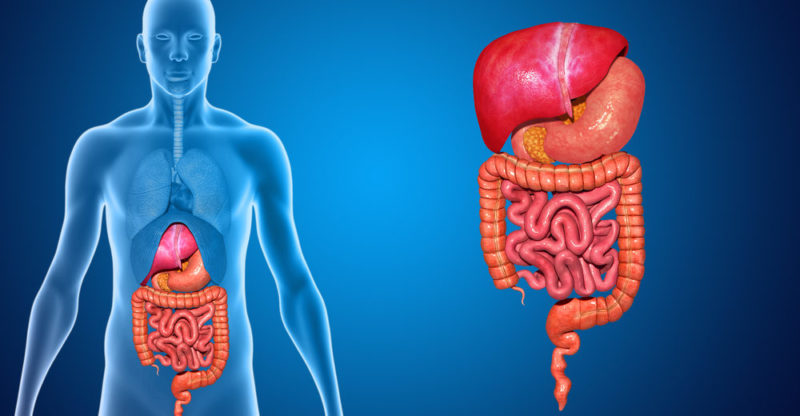 Digestive System: Top 10 Characteristics, Definition And Features