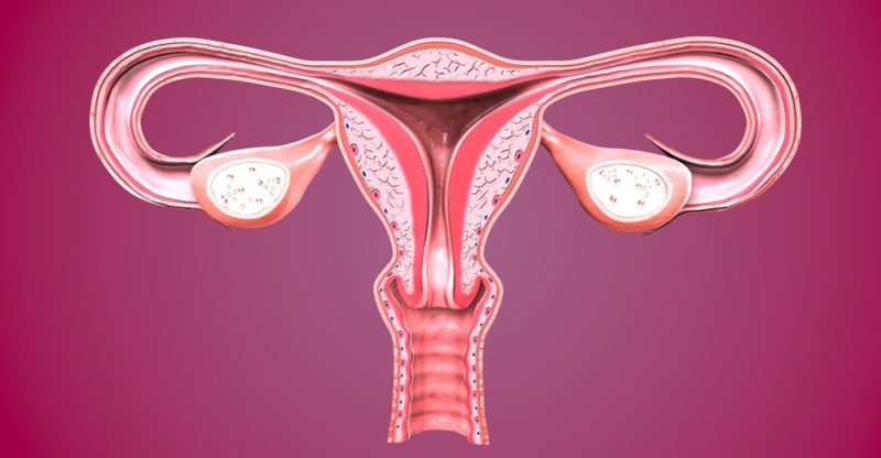 10 Characteristics of the Female Reproductive System, its Organs and Functions