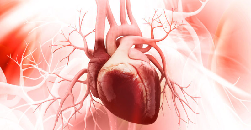 10 Characteristics of Heart, its Anatomy and Functions of this Organ, Structure and Diseases