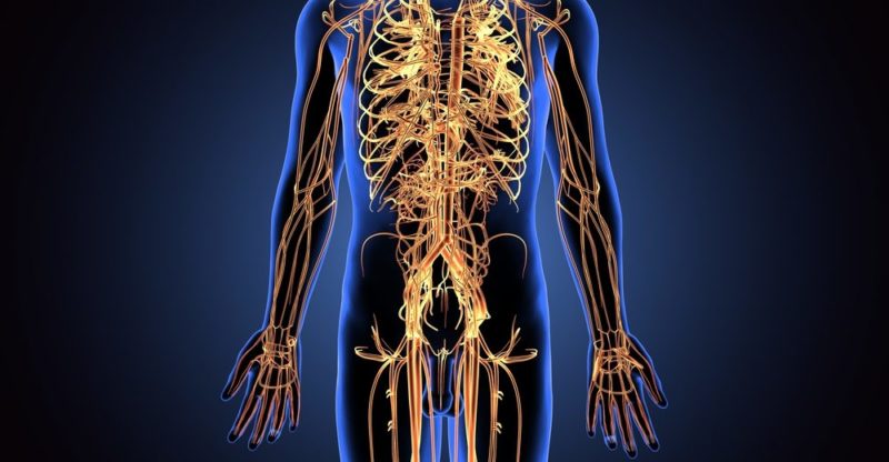 10 Characteristics of Peripheral Nervous System, its Functions and Possible Diseases