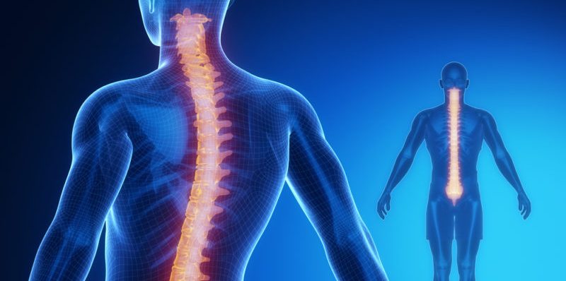 What Is The Spinal Cord? Know About Its Function, Anatomy And Structure