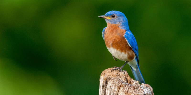 Top 10 Characteristics, Traits, Types And Features Of Birds